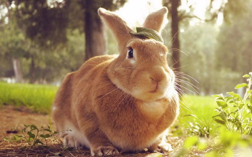 野外兔子不爱吃草,食谱非常