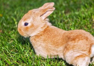 关于兔子不吃提草的问题解决方案