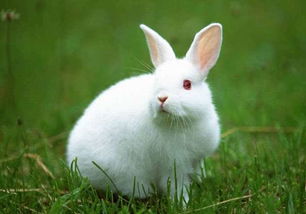 一,兔子养殖选用杂交品种.