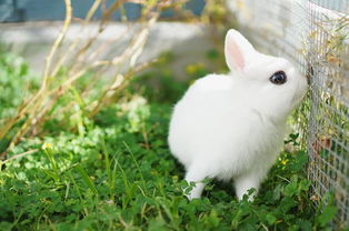 体型由于基因已经定型,小心不良商贩,用普通兔冒充多瓦夫兔.