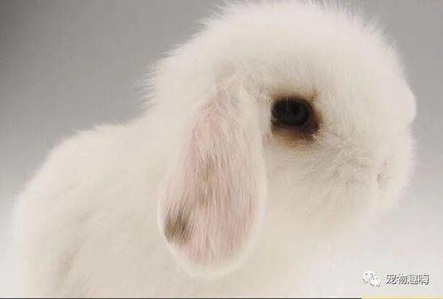 泽西长毛兔是小型的宠物兔品种