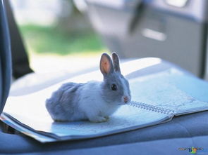 进口纯种迷你垂耳兔-茶杯侏儒兔兔子特价出售啦-注射疫苗