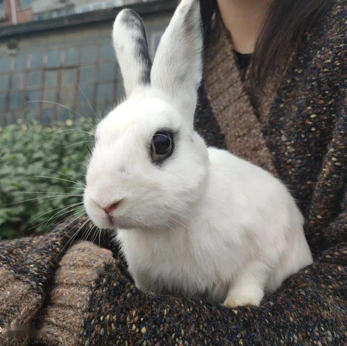 适合家养的宠物兔,个个甜美可爱
