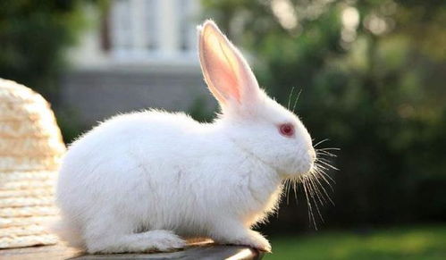 兔子那么可爱,作为宠物兔的它们种类繁多,哪种是你的最爱呢