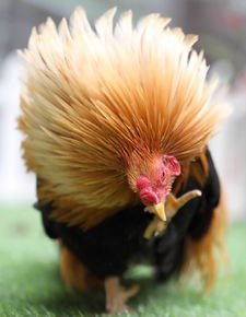 西藏发现一种怪鸡,红脸,红脚,红尾巴,被捉住就不吃不喝绝食而亡
