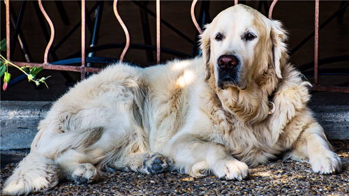 世界十大高智商犬种排名,有你家的宠物狗吗