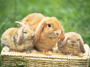 哪里有卖兔子的一只比利时兔肉兔多少钱包成活