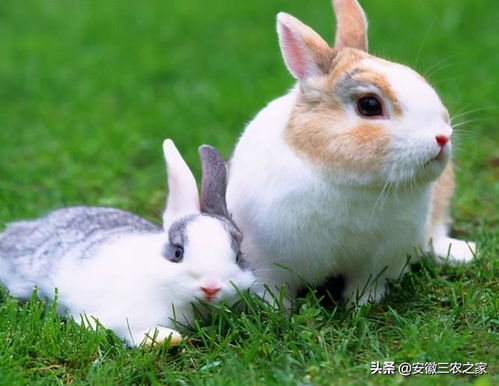 侯马肉兔种兔2018年下半年种兔苗多少钱一只养殖市场预测