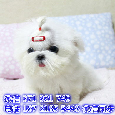 2021cpf广州宠物展行业资讯