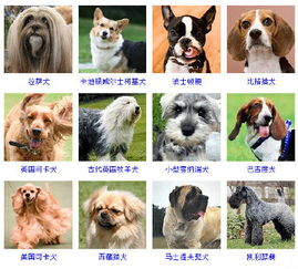 十大著名宠物狗的寿命有多长