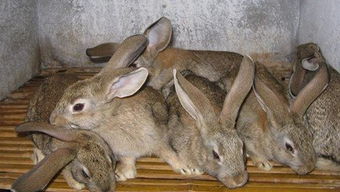 繁殖能力超强的兔子,为何没成为餐桌上的主流肉食